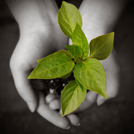 Grow